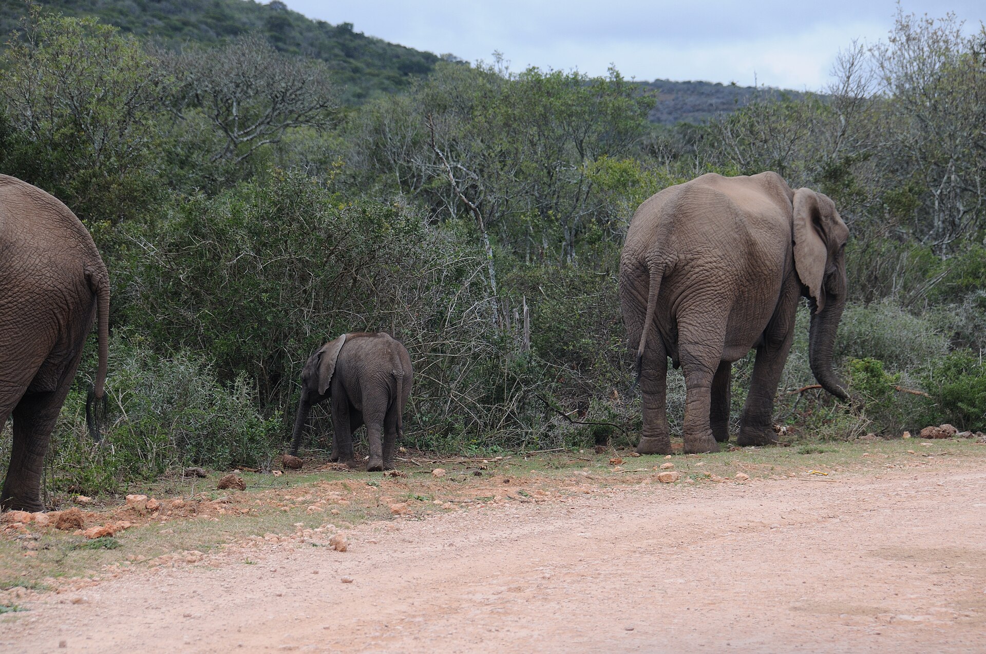 African bush elephants, including a young one, in Addo Elephant National Park in 2017.