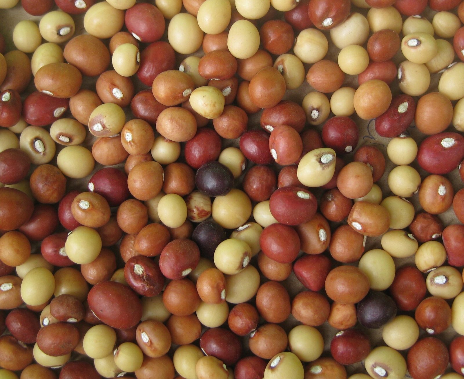 Bambara groundnut seeds from Buzi district, Mozambique.