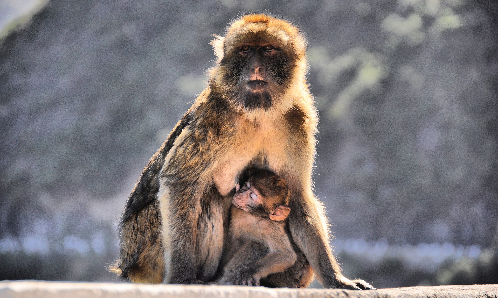A female Barbary macaque with her young at Cap Carbon, Béjaïa, Algeria, in 2015.