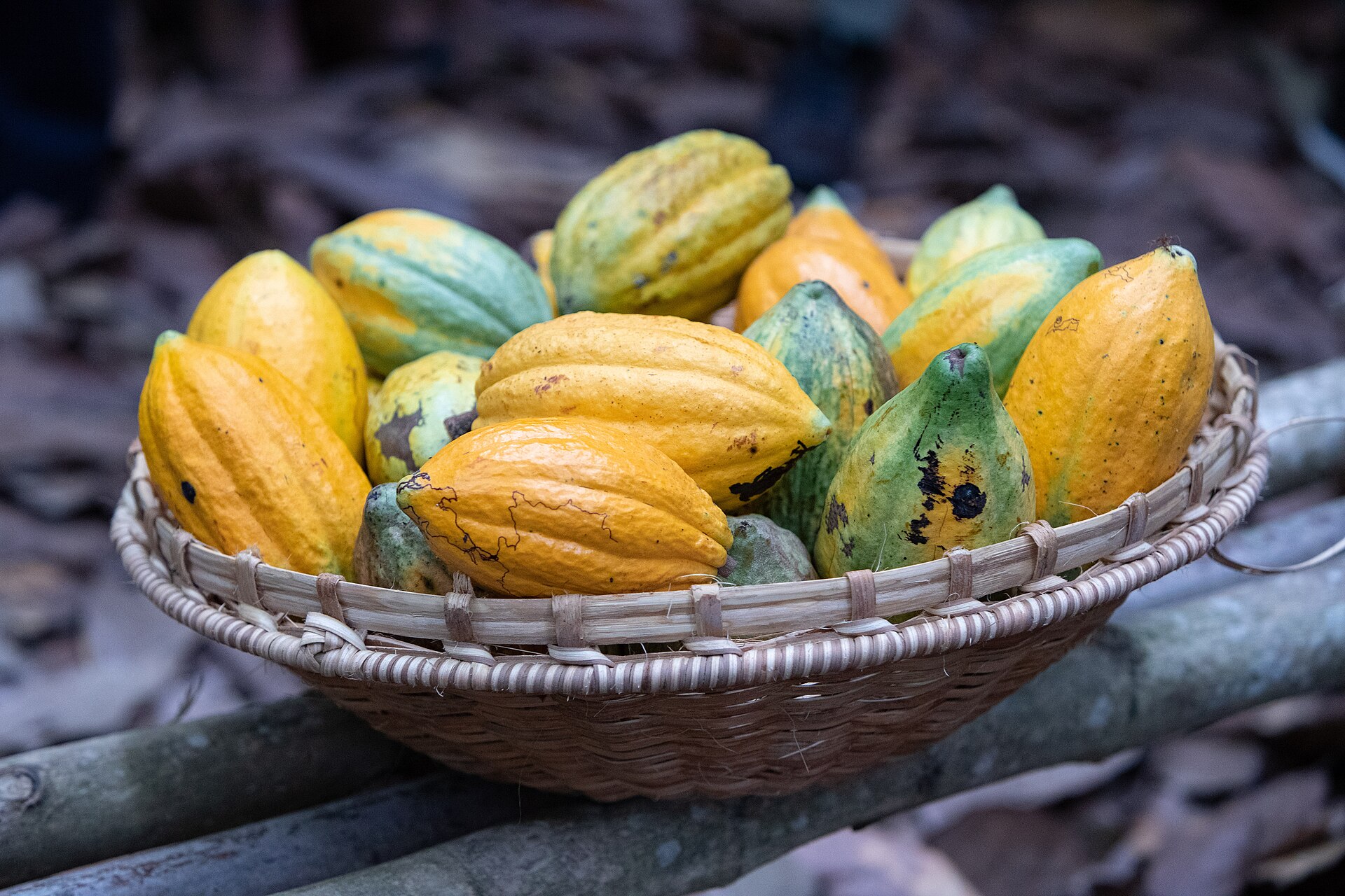 Freshly harvested cocoa pods in Soubré, Côte d'Ivoire, in 2022.