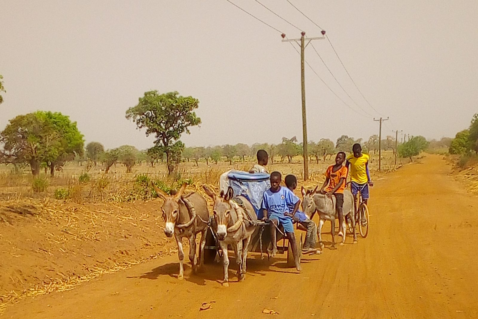 Donkey carts in the Northern Region of Ghana, where they are widely used to carry goods and water.