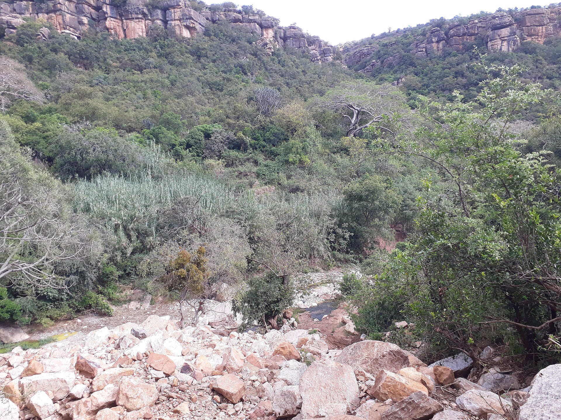 Inda Abba Hadera forest, northern Ethiopia, in 2019.