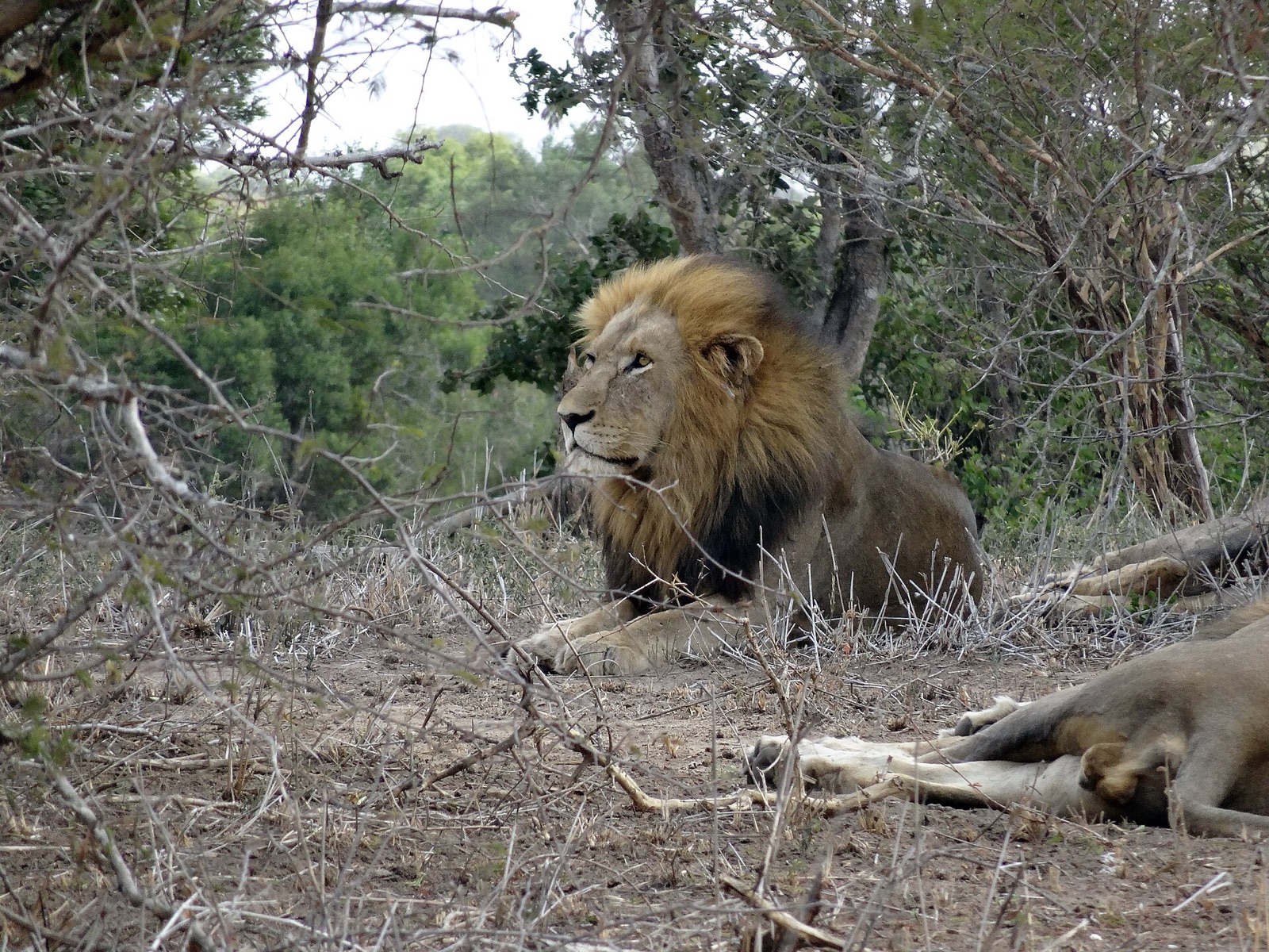 A lion in Kruger National Park.