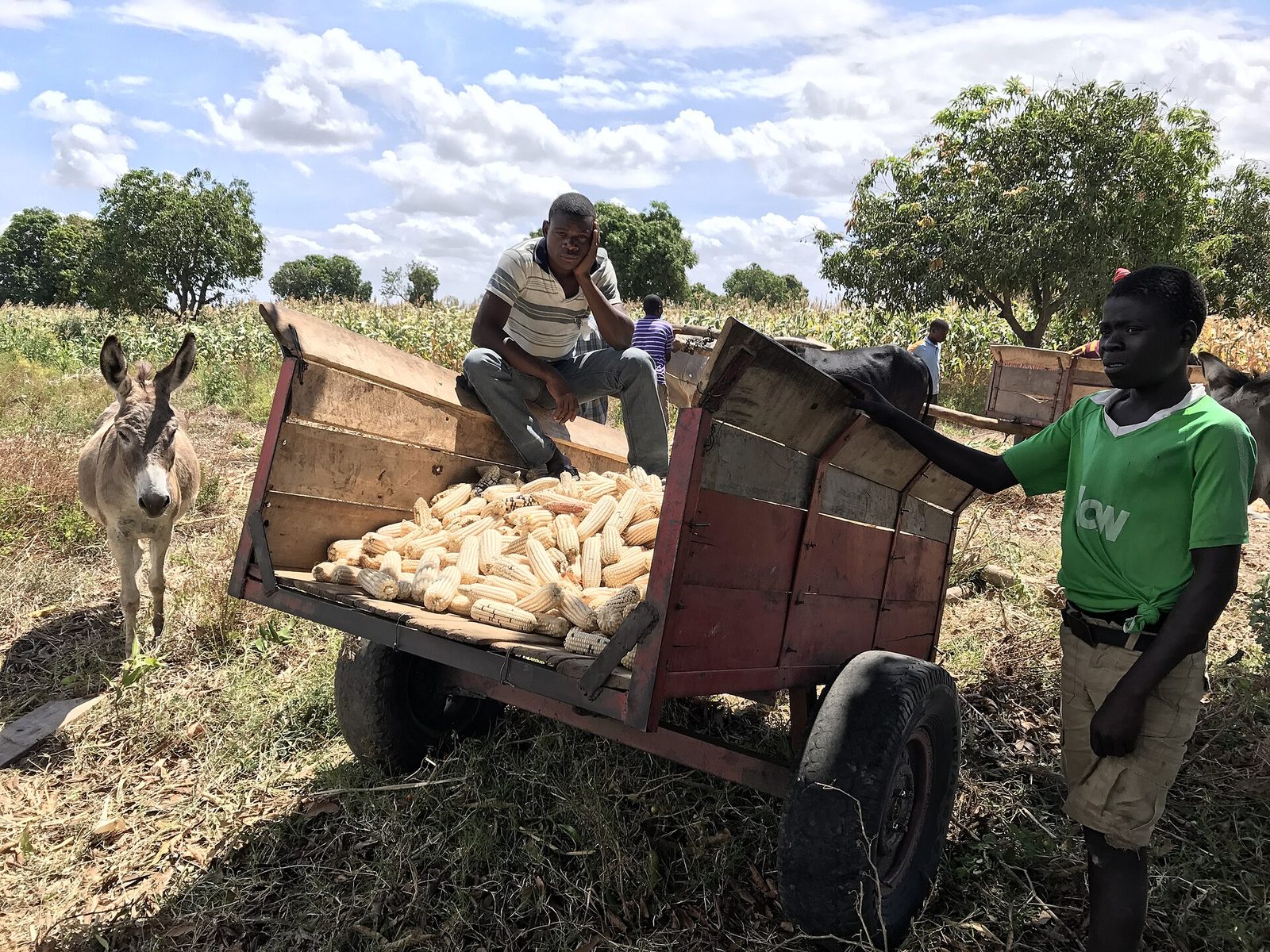 Harvest time in Chikhwawa, southern Malawi.