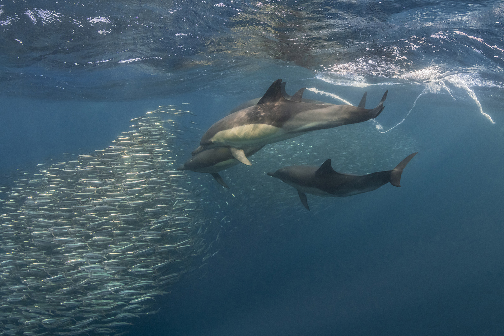 Common dolphins feed on sardines off South Africa during the sardine run in July 2022.