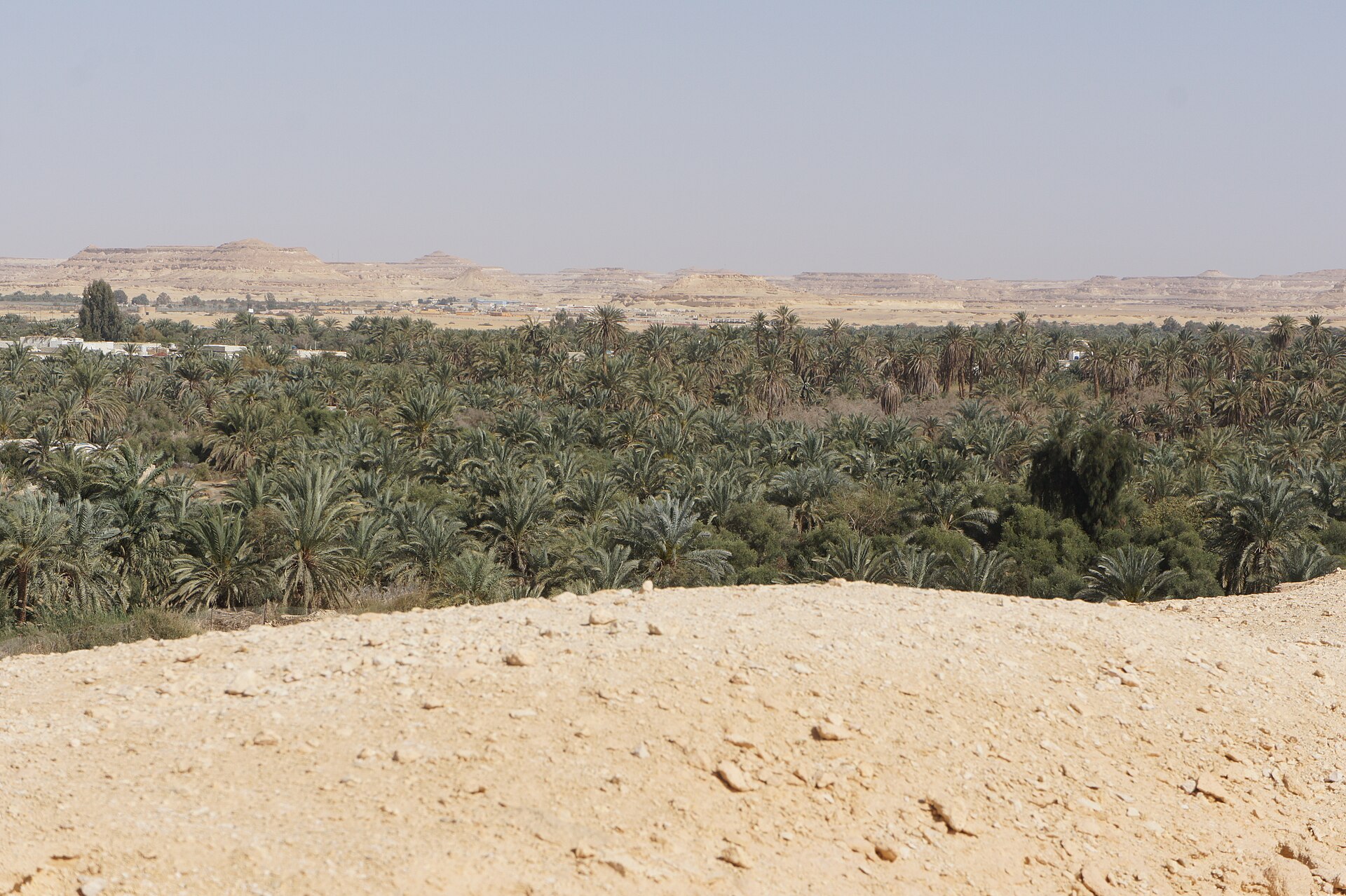Date palm orchards in the Siwa Oasis, seen from Tomb Mountain.
