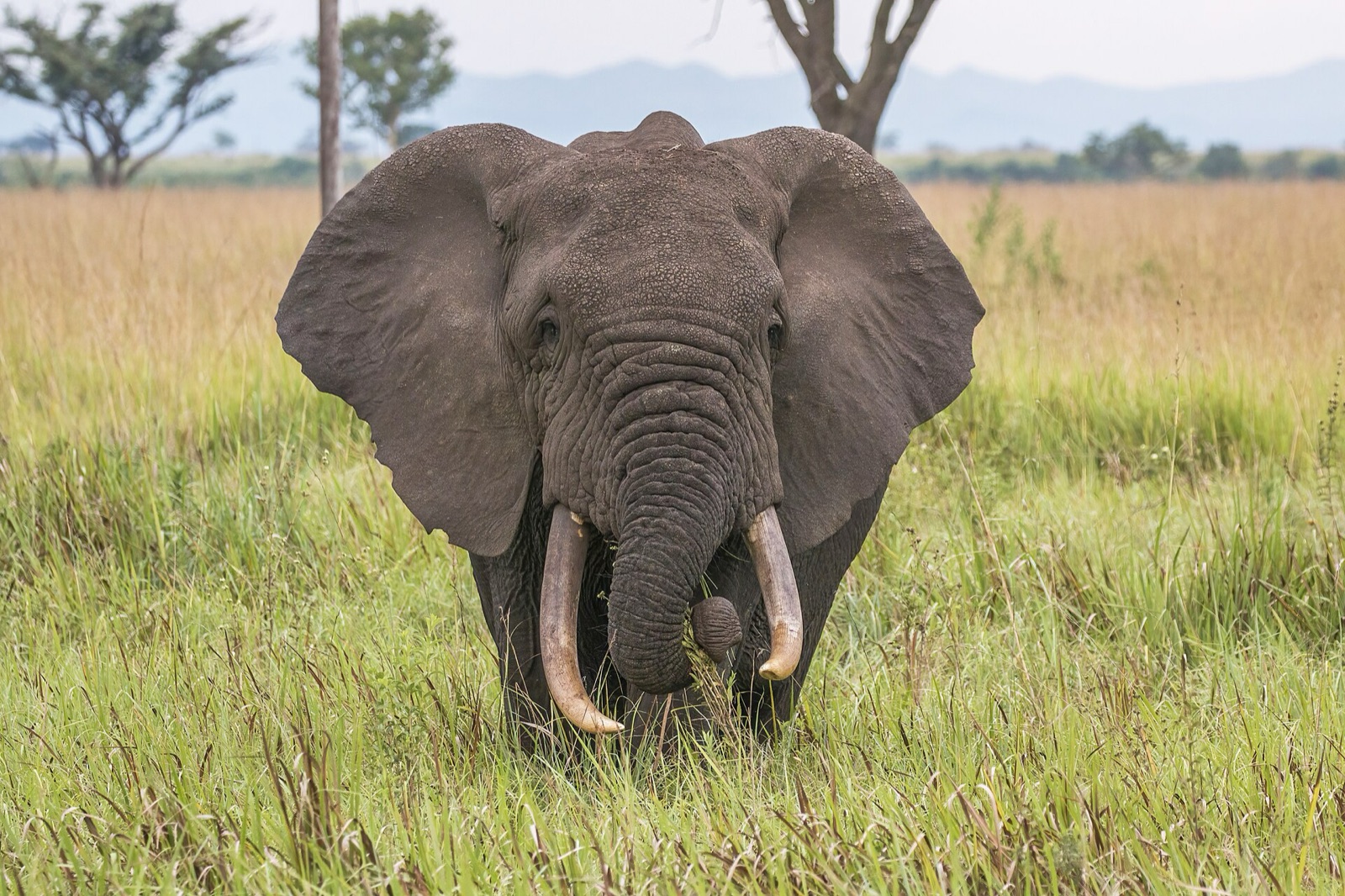 An African elephant in Queen Elizabeth National Park, Uganda.