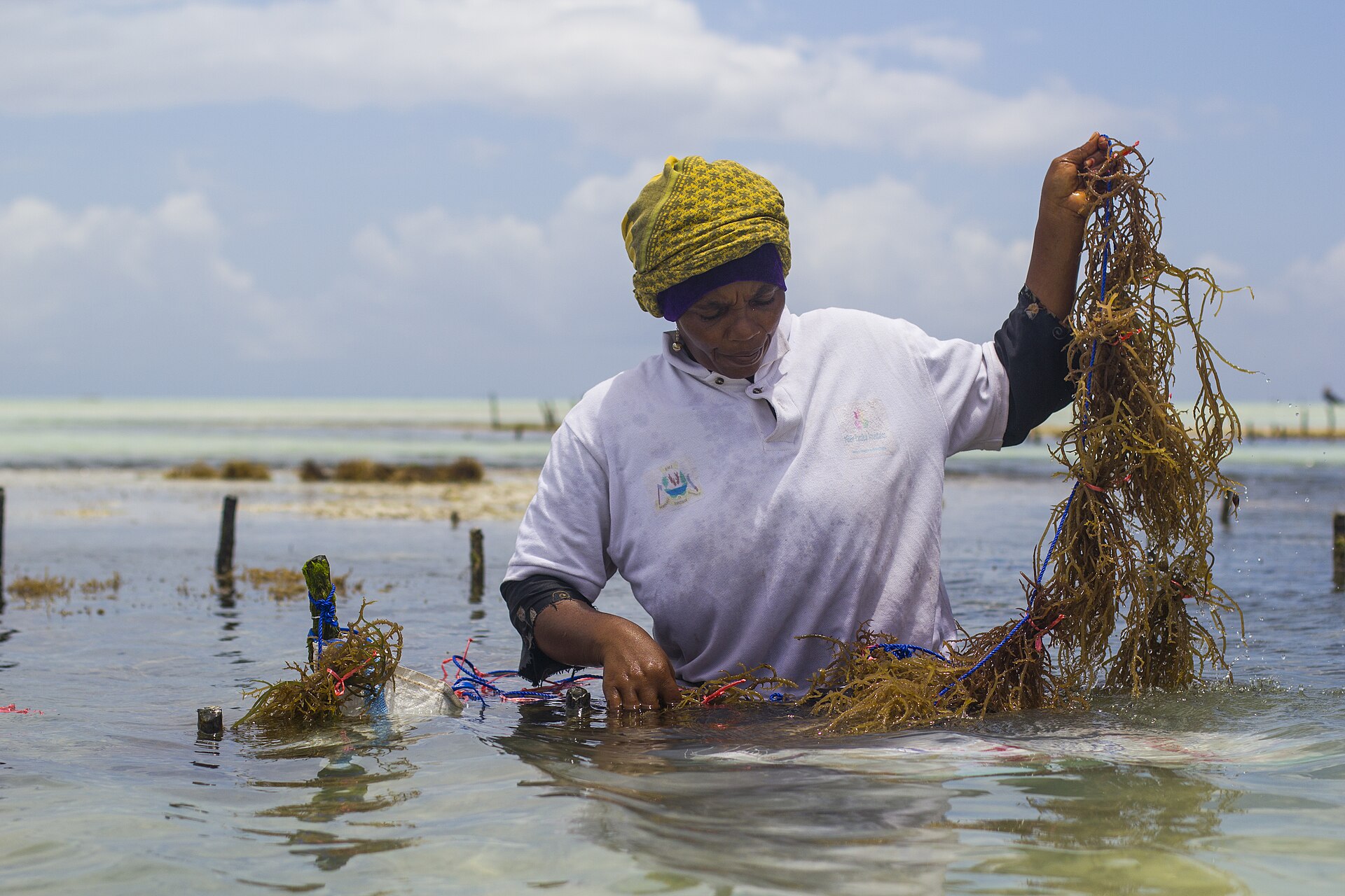 A seaweed farmer at work in Zanzibar in 2016.